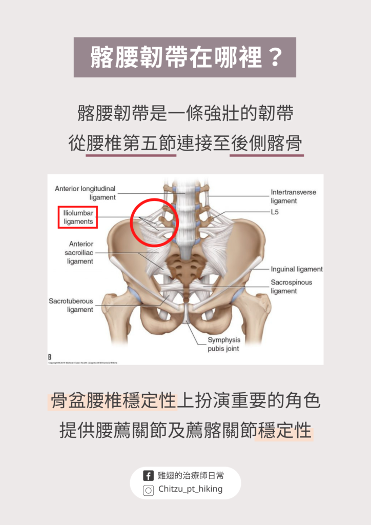 髂腰韌帶解剖構造